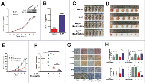 Figure 5. IL-17 is involved in neutrophil recruitment and activation against ESCC tumor growth in vivo. (A) MTS assays indicated that overexpression of IL-17 does not significantly affect ex vivo EC109 cell proliferation. Data from three separate experiments are presented. (B) IL-17 secretion from EC109/IL-17 cells or EC109/Vector cells was detected by ELISA. Data from three separate experiments are presented. (C and D) Photographs of the EC109 cell xenograft model (C) and dissected tumors from nude mice (D) (n = 6). (E) The tumor growth curves for each group are presented. IL-17 overexpression markedly reduced the ESCC tumor growth rate when the nude mice were treated with human neutrophils via tail vein injection. (F) The weights of tumors from each group are shown. The final tumor weights were much lower in the group with overexpression of IL-17 plus human neutrophil infusions. (G and H) Immunohistochemical analysis for quantification of IL-17 expression, CXCL2 and CXCL3 expression, MPO+ cell infiltration, and the proliferation marker Ki-67 expression in the dissected tumors from nude mice. (G) Representative pictures of IL-17, CXCL2, CXCL3, MPO and Ki-67 staining at tumor sites for each group are shown. Original magnification, × 200. (H) The statistical analysis shows that CXCL2 and CXCL3 expression is much higher in the IL-17 overexpressing group. The tumors from the IL-17 overexpression plus human neutrophil infusion group have higher MPO+ cell infiltration and lower Ki-67 expression. Data from six separate experiments are presented. ** P < 0.01, *** P < 0.001; ns, no significance.