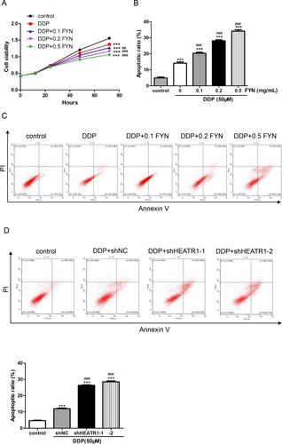 Figure 3. Synergistic effects of FYN and cisplatin on the inhibition of cell viability. (A) Cell viability was measured after treatments with 50 μM cisplatin and different concentrations (0.1, 0.2, and 0.5 mg/mL) of FYN. (B, C) Cell apoptosis was detected. (D) Cell apoptosis was detected after treatments with 50 μM cisplatin and shHEATR1. ***P < 0.01 VS control; ##P < 0.01, ###P < 0.001 VS DDP.