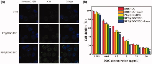 Figure 4. (a) Uptake of 4T1 cells for different formulations (Scale bar is 5 μm). (b) Cell viability of MTT assay. Data is represented as the mean ± standard deviation (n = 3), statistical significance compared with the PP@DOC/ICG group: *p < .05, **p < .01, ***p < .001.