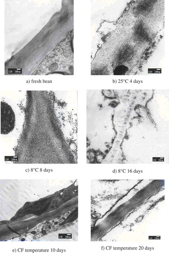 FIGURE 4 TEM micrographs on the super-structure of green beans at different storage temperature.