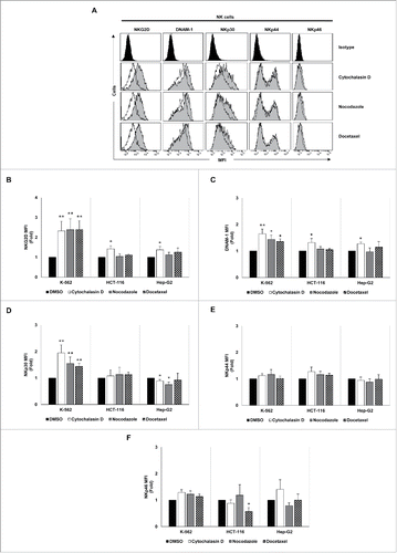 Figure 6. NK cell immune phenotype is modulated upon co-culture with drug-induced polyploid cancer cells. (A) NK cells isolated from healthy donors (n = 4) and expanded 5 days with IL-2 were co-cultured with control and drug-induced K-562 cells for 48 h and the expression of NKG2D, DNAM-1, NKp30, NKp44 and NKp46 receptors was analyzed on the surface of NK cells (CD3−CD56+) by flow cytometry. The histograms of one representative donor co-cultured with hyperploid K-562 cells are shown. Untreated cells are shown as empty histograms and treated cells are shown as gray histograms. (B–F) The graphs show the fold induction ± SEM of the MFI of the molecules analyzed in treated cells relative to the vehicle-treated controls (*p < 0.05; **p < 0.01).