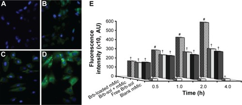 Figure 7 Evaluation of interaction with prostate cancer cell cultures.Notes: Epifluorescence microscopy of PC3 cell monolayers, following 4 hours of treatment with various Brb formulations: (A) blank mMic vehicle control, (B) free Brb solution, (C) simple mix of free Brb solution + blank mMic, (D) Brb-loaded mMic, all at 37°C, 5% CO2 conditions; in addition to (E) temporal analysis of LNPaC spheroid-associated fluorescence, measured 4 hours of coincubation (n=4, mean ± SE values denoted with unlike symbols (*, †, and #) are statistically different, P≤0.05).Abbreviations: Brb, berberine; h, hours; mMic, mixed micelle.