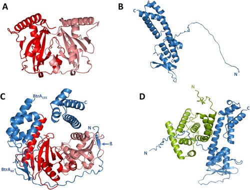 Figure 3. In silico modelling of T3SS proteins interactions. (A) Ribbon diagram of the dimer of BP2265 protein predicted by the AF-M algorithm. The monomers of BP2265 are shown in red and pink. (B) Ribbon diagram of the BtrA protein predicted by the AF system (Uniprot code Q7VWI6) with depicted N and C termini. (C) Ribbon diagram of the complex between the BP2265 dimer and the BtrA protein predicted using the AF-M system. Depicted are the N and C termini, the short N-terminal β-sheet, and the positions where the predicted BtrA structure is interrupted (residues 40 and 155). (D) Ribbon diagram of the BtrA-BtrS complex predicted by the AF-M system. The N and C termini of BtrA (blue) and BtrS (green) are depicted.