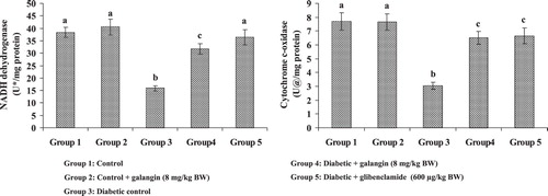 Figure 6. Effect of galangin on liver mitochondrial respiratory chain enzymes of STZ-caused hyperglycemic rats. Data are means ± SEM, n = 6. Groups 1 and 2 significantly are not different (a, a) (P < 0.05). Groups 4 and 5 are different significantly compared to group 3 (b vs. c, a) (P < 0.05). U* – nmol of NADH oxidized/min. U@ – change in OD x 10−2/min.