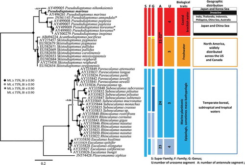 Figure 2. Phylogenetic reconstruction based on ITS2 sequences. The tree topology showed is the result of Bayesian analysis, corroborated by maximum likelihood (ML) topology (see Results and Discussion section). In the nodes, bootstrap values of the ML analysis and the posterior probability are represented by a symbol. Vertical bars indicate: superfamily (S), female antennule segmentation (A), family (F), genus (G), female urosome segmentation (U), biological traits and geographic distributions.