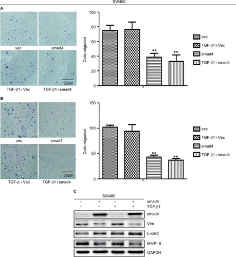 Figure 4 Migration and invasion assay in SW480 cells following stable Smad4 reexpression.Notes: (A) Transwell cell migration and (B) invasion assay in Smad4-negative and Smad4-positive SW480 cells in the case of adding and without adding TGF-β1. (C) Protein expression level of Smad4, E-cad, Vim, and MMP-9 by WB with or without TGF-β1 cytokine. GAPDH was used as an internal control. **P<0.01.Abbreviations: E-cad, E-cadherin; GAPDH, glyceraldehyde-3-phosphate dehydrogenase; MMP-9, Matrix Metalloproteinase-9; Vim, Vimentin; WB, Western blot.