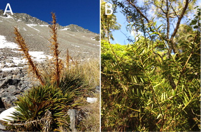 Figure 2 A, Aciphylla aurea growing along Speargrass creek, Nelson Lakes National Park, South Island, New Zealand. B, Podocarpus totara growing in Zealandia, a forest reserve on the North Island of New Zealand.