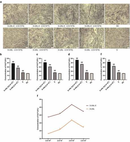 Figure 4. The effect detection of S-UNL-E on osteoblast differentiation by ALP staining. (a) ALP staining result photographs. (b-e) ALP content determination, ALP content treated at concentrations of 2.5 × 106, 2.5 × 107, 2.5 × 108, and 2.5 × 109. F, The regulation comparison of ALP content in osteoblasts between S-UNL-E and S-UNL. Scale bar: 100 μm. ##p < 0.01, compared with BC group.