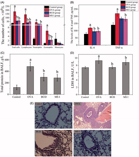 Figure 7. In vivo efficacy in the asthmatic rat model including effects of MS I on OVA-induced total and differential leukocytes in BALF (A), effects of MS I on OVA-induced levels of IL-4 and TNF-α (B), effects of MS I on OVA-induced levels of total protein (C) and LDH (D) in BALF, and effects of lung histopathological changes. Bars represent standard errors of five replications. “a” compared with the control group (p < .05) was observed according to a two-tailed paired t-test. “b” compared with the OVA-treated group (p < .05) was observed according to a two-tailed paired t-test.
