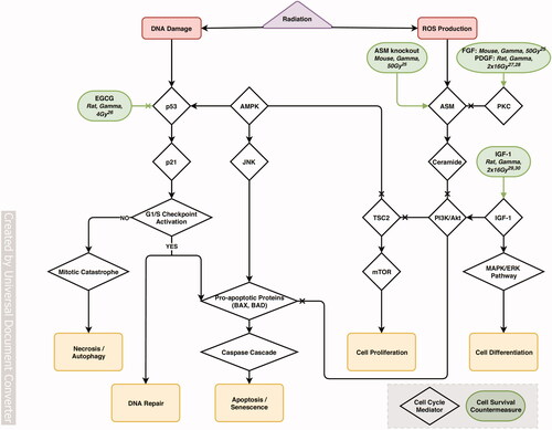 Figure 4. Flowchart of the main discussed processes of radiation-induced cell cycle modifications, and associated countermeasures. AMPK: AMP-activated protein kinase, JNK: Jun N-terminal kinase, BAX: Bcl-2-associated X protein, BAD: Bcl-2-associated death promoter protein, TSC2: tuberous sclerosis complex-2, mTOR: mammalian target of rapamycin, ASM: acid sphingomyelinase, PI3K: phosphatidylinositol-3 kinase, Akt: serine/threonine-specific protein kinase, PKC: Protein kinase C, IGF-1: insulin-like growth factor-1, MAPK: mitogen-activated protein kinase, ERK: extracellular signal-regulated kinase, EGCG: epigallocathechin-3-gallate, FGF: fibroblast growth factor, PDGF: platelet-derived growth factor. Numbers refer to the following studies: 25. (Pena et al. Citation2000), 26. (El-Missiry et al. Citation2018), 27. (Andratschke et al. Citation2004), 28. (Nieder et al. Citation2006), 29. (Nieder, Andratschke, et al. Citation2005), 30. (Nieder, Price, et al. Citation2005) Supplementary Table 3 provides additional information regarding the model, irradiation, administration conditions and main results for each of the discussed countermeasures.