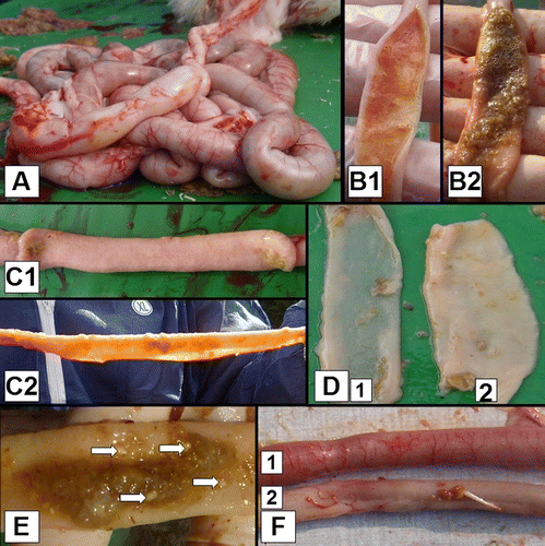 Figure 1.  Macroscopic dysbacteriosis score system parameters. 1A: Overall gut ballooning. 1B: Content of the intestinal tract: (B1) mucoid, orange intestinal content; and (B2) foamy intestinal content. 1C: Tonus of the intestinal tract: (C1) good tonus; and (C2) lack of tonus. 1D: Macroscopically visible thickness of the intestinal tract: (D1) macroscopically thin intestinal tract; and (D2) intestinal tract with normal thickness. 1E: Undigested particles in the colon (arrows). 1F: Inflammation of the gut: (F1) inflammation; and (F2) no inflammation.