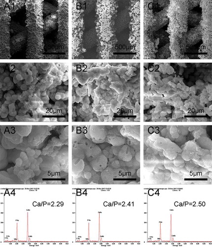 Figure 6. SEM images of β-Ca2SiO4 scaffolds sintered at (A1–A3) 1000 °C, (B1–B3) 1100 °C, and (C1–C3) 1200 °C after immersed in SBF for 7 days; EDS analysis of β-Ca2SiO4 scaffolds sintered at (A4) 1000 °C, (B4) 1100 °C, and (C4) 1200 °C after immersed in SBF for 7 days.