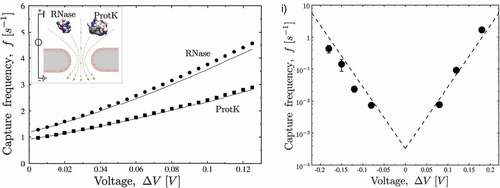 Figure 4. Left) Capture frequency for the experiment of Larkin et al. [Citation117]. Circles and squares refer to the theoretical capture frequency calculated via EquationEquation (15)(15) ν=2πρp,∞DDkre2eϕ(re)+∫re∞dρeϕ(ρ)ρ(15) for RNase A and Protein K. Lines refer to the capture frequency when DEP is neglected. In both cases, protein bulk concentration is ρp,∞=1 nM and complete adsorption is assumed (τe = 0 and ν=νa, transport limited regime). The pore is slightly negatively charged at the experimental pH = 8.1 while both proteins are positive, i.e. EO and EP cooperate at ΔV>0. Protein sketches are created using VMD [Citation7]; blue and red colors identify to positively and negatively charged residues, respectively. Right) Experimentally observed capture frequency f, black points. The V-shaped plot indicates that capture occurs at both positive and negative voltages. The dashed line refers to the theoretical capture frequency estimated via EquationEquation (15)(15) ν=2πρp,∞DDkre2eϕ(re)+∫re∞dρeϕ(ρ)ρ(15) with ΔF0=22kBT in the Arrhenius formula for the absorbing rate k (see text), reproducing the typical V-shaped behaviour. Figures are adapted with permission from [Citation115]. Copyright 2020 American Chemical Society.