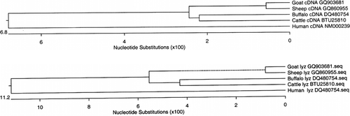 Figure 5.  (a) Phylogenetic tree based on the cDNA sequence analysis of different ruminants and human. (b) Phylogenetic tree based on the protein sequence analysis of different ruminants and human.
