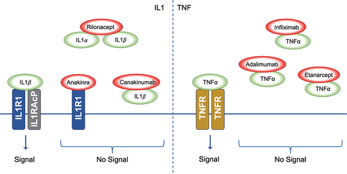 Figure 2. Inhibition of Cytokine Signalling by Therapeutic Agents. The left panel demonstrates the signalling cascade initiated by IL1 binding to the IL1R1-IL1RACP complex. IL1α and IL1β interaction with their receptor results in downstream signalling. The biologic agents Anakinra, Rilonacept, and Canakinumab disrupt IL1 signalling; Anakinra by antagonising receptor interaction, Rilonacept by sequestering IL1α and IL1β, and Canakinumab by neutralising IL1β, thus inhibiting the signal. The right panel shows TNFα signalling through the TNFR. The biologics Infliximab, Adalimumab, and Etanercept impede TNFα interaction with TNFR, thereby preventing signal transduction; IL1: Interleukin-1, IL1α: Interleukin-1 alpha, IL1β: Interleukin-1 beta, IL1R1: Interleukin-1 Receptor Type 1, IL1RACP: Interleukin-1 Receptor Accessory Protein, TNFα: Tumour Necrosis Factor-alpha, TNFR: Tumour Necrosis Factor Receptor.