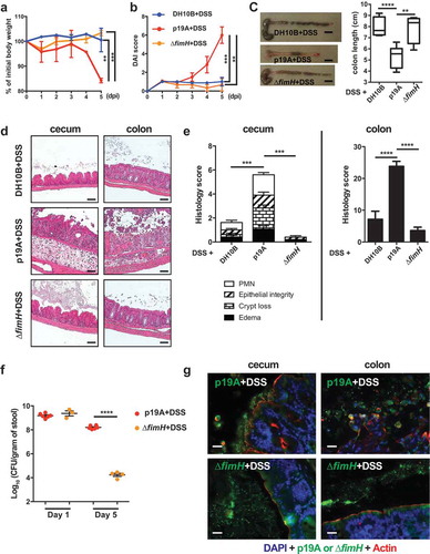 Figure 4. p19A’s potentiating effects on colitis depend on the adhesin FimH