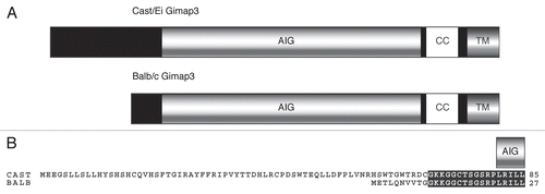 Figure 1 Gimap3 protein variation in mice. (A) Schematic of BALB/c and CAST/Ei Gimap3 variants with an AIG domain, coiled-coil (CC) and transmembrane domain (TM). The AIG domain consists of a G1–G5 GTPase domain and a hydrophobic conserved box located between G3 and G4. BALB and CAST Gimap3 variants are identical in sequence except at the N-terminus due to differential splicing resulting in an additional 58 amino acids in the CAST form. All common laboratory mouse strains (Mus mus domesticus) have the BALB variant of Gimap3. (B) Amino acid sequence alignment at the N-terminus of BALB and CAST Gimap3. Black boxes indicate regions of identity and the beginning of the AIG domain is indicated.