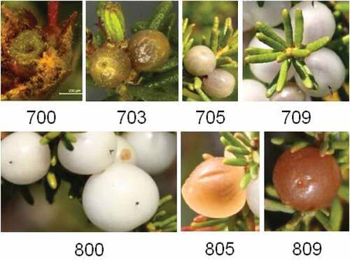 Figure 5. White crowberry’s (Corema album) fruit development stages (stages 7 and 8) according to the BBCH scale.