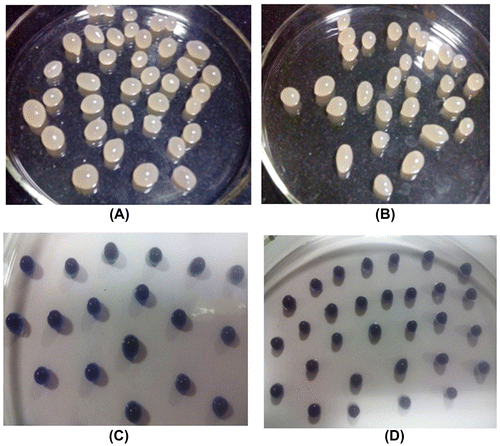 Figure 2. Optical image of (A) plain beads sample A. (B) Composite beads sample B. (C) MB-loaded plain beads sample A1. (D) MB-loaded composite beads sample B1.