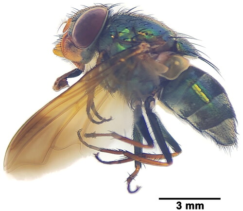 Figure 1. Reference image of female Isomyia nebulosa (Townsend, 1917) collected from Cangyuan, Lincang, Yunnan, China. This image was photographed by Jia Huang.