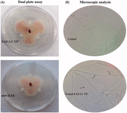 Figure 9. Antifungal activity of KAE-LC NPs and pure KAE against pathogenic fungi F. oxysporium. (A) Hyphal-extension growth inhibition. (B) Microscopic analysis of hyphae treated with KAE-LC NPs.