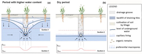 Figure 1. The principles of drainage function (adapted from CitationTlapáková et al., 2014). In (a), the levels of underground water marked at times t0, t1, t2 to express the process of soil drainage with a gradual decrease of the subsurface water level, shown in the cross section by depression curves. The drainage groove drains faster, and the upper layers of both water and vegetation therefore suffer from waterlogging for a shorter time (this effect is shown by the drying surface in images without vegetation cover). On the other hand, in periods with water deficit (b), different effects play a role, namely the water retention capacity of organic substance (humin organic compounds possess higher retention capacity than the mineral soil component). Here, the drain acts as a collector, so the drainage groove differs from the surroundings in having a higher retention capacity.