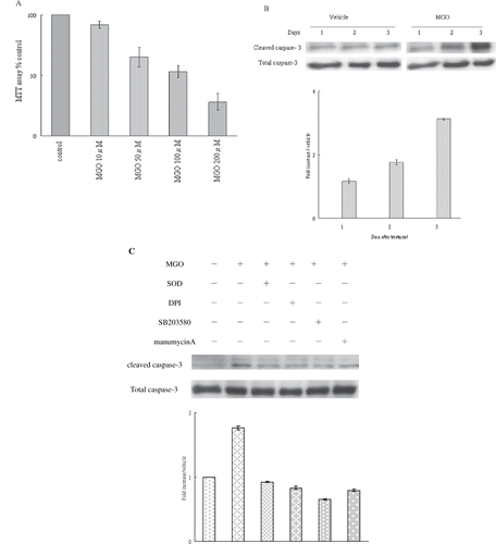 Figure 1. (A) Effect of various MGO concentrations (10 μM, 50 μM, 100 μM, 200 μM) on the viability of rat renal mesangial cells. (B) MGO increased caspase-3 activation of mesangial cells. (C) Inhibition of superoxide by SOD or DPI, suppression of P38 activity by SB203580, and inhibition of Ras activity manumycin A rescued the promoting effect of MGO on cleaved caspase 3 protein expression. Total extract of cell cultures were subjected to Western blot assays. The relative intensities of the immunoblotting bands were measured by densitometry normalized to each vehicle. Experimental results are presented as means ± standard errors calculated from three triplicate experiments.