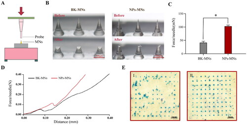 Figure 5. Mechanical characteristics of nanoparticles-encapsulated polymeric microneedles (NPs-MNs). Mechanical-test setup (schematic) (A). Optical images of NPs-MNs before and after mechanical testing (B). Mechanical strength of all NPs-MNs (n = 6, *p < .05) (C). Single-needle mechanical test of blank microneedles (BK-MNs) and NPs-MNs (D). Optical images of porcine skin after puncture with BK-MNs (I) and NPs-MNs (II) (E).