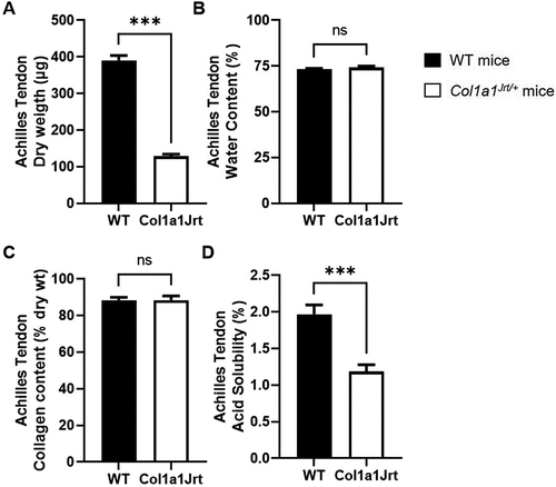 Figure 5. Composition and solubility of the Achilles tendon in WT (black bars; n = 10) and Col1A1Jrt mice (white bars; n = 10). Results are presented as mean and SEM. Panel A. Tendon dry weight; Panel B. Tendon water content; Panel C. Collagen content relative to dry weight; Panel D. Collagen solubility in acetic acid as a percent of total collagen. *** indicates significance at the <0.001 level, ns: non-significant at >0.05.