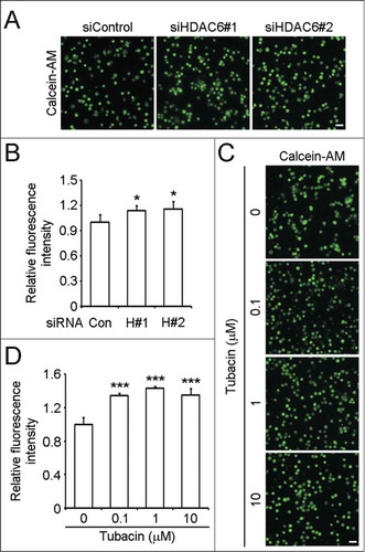 Figure 6. Downregulation of HDAC6 expression or inhibition of its activity enhances SH-SY5Y cell adhesion. (A) SH-SY5Y cells transfected with control or HDAC6 siRNAs were labeled with calcein-AM, and seeded in precoated plates. Non adherent cells were washed away 1 h later, and images of adherent cells were taken. Scale bar, 100 μm. (B) Experiments were performed as in (A), and the fluorescence intensities of adherent cells were measured and normalized to the control group. n = 4 individual experiments per group. Two-tailed Student's t-test for all graphs. *P < 0.05, **P < 0.01, ***P < 0.001, compared with the control; ns, not significant. Data represent means ± SD (C) SH-SY5Y cells were pretreated with tubacin at the indicated concentrations for 4 h. Cell adhesion assay was carried out as (A) except that the culture medium used in the process of adhesion was supplied with tubacin at the corresponding concentrations. Scale bar, 100 μm. (D) Experiments were performed as in (C), and the fluorescence intensities of adherent cells were measured and normalized to the control group. n = 4 individual experiments per group. Two-tailed Student's t-test for all graphs. *P < 0.05, **P < 0.01, ***P < 0.001, compared with the control; ns, not significant. Data represent means ± SD.