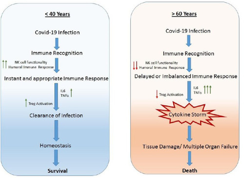 Figure 2 Comparison of immune responses in Covid-19 infection in individuals <40 years and >60 years old.