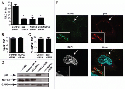 Figure 2 p62 and NDP52 are recruited independently to bacteria-associated microdomains to promote autophagy of S. typhimurium. (A) HeLa cells were treated with control, p62, NDP52 or p62 + NDP52 siRNA for 48 h and also transfected with GFP-LC3 for 24 h. Cells were then infected with S. typhimurium and fixed at 1 h p.i. Cells were then stained for external and internal bacteria. The percentage of LC3+ intracellular bacteria was enumerated by fluorescence microscopy. At least 100 bacteria were counted for each condition. The average ± SD is shown for three independent experiments. Asterisk denotes p value <0.001 calculated by two-tailed Student's t-test. (B and C) HeLa cells were transfected with the indicated siRN A and then infected with S. typhimurium for 1 h. The percentage of p62+ bacteria (B) and the percentage of NDP52+ bacteria (C) were enumerated by fluorescence microscopy. At least 100 bacteria were counted for each condition. The average ± SD for four independent experiments is shown. (D) Protein lysates from siRNA-treated cells were harvested and analyzed by western blot using antibodies to p62 and NDP52. GAPDH was used as a loading control. (E) HeLa cells were infected with S. typhimurium and fixed at 1 h p.i. Cells were then co-immunostained with p62 and NDP52 antibodies and stained with DAPI to label DNA. Insets show higher magnification in the boxed areas.