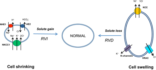 Figure 1 Cell volume regulation mechanisms. The regulatory volume increase is characterized by intracellular accumulation of osmotically active ions, mainly sodium, potassium, and chloride. The regulatory volume decrease is characterized by the extrusion of osmotically active ions, mainly potassium and chloride, outside the cell. Chloride anions play a crucial role in mediating the RVI and RVD.