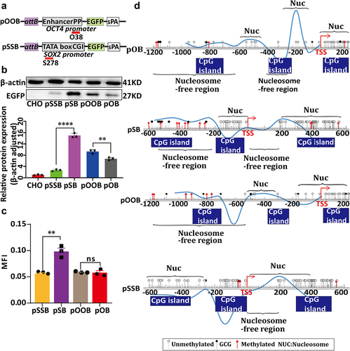 Figure 4. Analysis of relative expression levels and chromatin structure in small activating RNA (saRNA)-targeted PhiC31 integrated vectors containing OCT4 and SOX2 promoters. (a) A Schematic representation of saRNA targeting the promoters of PhiC31 integrated vectors. (b and c) Analysis of the effect of saRNA targeting on EGFP expression levels using western blotting.(d) Analysis of the average fluorescence intensity of EGFP in saRNA targeted PhiC31 integrated vectors. (e) Combined visualization of chromatin structure changes using NOMe-seq and nucleosome deletion analyses, represented by curve plots and site maps.