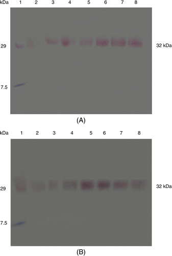 Figure 4.  Western blot of PR proteins showing the detection of chitinase activity from Eruca sativa after pathogen (A. brassicicola) infection in var. RTM-2002 (A) and T-27 (B) after different time intervals; lane 1: Marker, lane 2: 0 h control, lane 3: 4 h control, lane 4: 4 h inoculated, lane 5: 48 h control, lane 6: 48 h inoculated, lane 7: 168 h control, lane 8: 168 h inoculated.