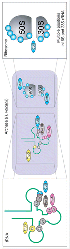 Figure 4. Distribution of Ψ and Ψ synthases in H. volcanii: TruA purpleCitation87, TruDCitation86 yellow, Pus10pCitation87 brown, Cbf5Citation86,87 blue, positions with yet unknown enzymeCitation86 in gray. Note that position 52 is only partially modifiedCitation83 and that ribosomal Ψs are only available for 16S and not for 23S and 5S rRNA. Citation86