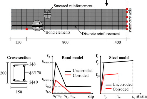 Figure 7. FE Model of RC beam with corroded reinforcement: geometry and cross-section layout (in mm).