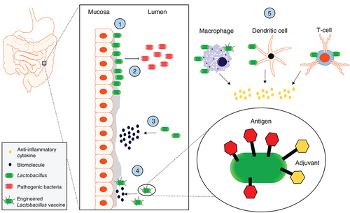 Figure 1. Overview illustrating interactions between Lactobacillus and host discussed in this review.(1) Adhesion of Lactobacillus cultures to the epithelial barrier at the Lumen–Mucosa interface within the large intestine, (2) the prevention of pathogen adhesion to that barrier through physical exclusion that prevents pathogen invasion and virulence, (3) the production and secretion of recombinantly and natively produced biomolecules for uptake/recognition by host cells, (4) the display of antigens and adjuvants through various linking strategies for localized vaccine delivery to the mucosa and (5) the interactions with immune cells resulting in their secretion of anti-inflammatory cytokines.