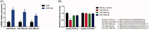 Figure 6. Analyses of miR-345-3p, miR-328a-3p, and miR-106b-3p. (A) Expression levels of three miRNAs quantified by qRT-PCR. (B) Analysis of luciferase activity. Sequence alignment of miR-345-3p, miR-328a-3p, miR-106b-3p, and their target sites in the 3′ UTR of Smad3 wt and MUT. Normalized luciferase activities of three miRNA mimics were set to relative luciferase activity confirmed in a C. elegans negative control mimic. *p < 0.05, **p < 0.01 vs. CHF/control mimic.