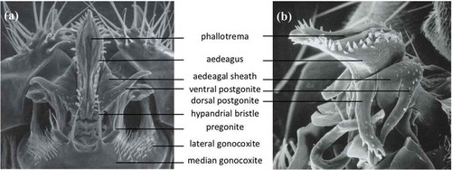 Figure 4. Scanning electron micrographs of the phallic structures in (a) ventral and (b) lateral views, from L. Tsacas’ collection at the National Museum of Natural History, Paris (Courtesy of the Museum).