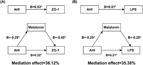 Figure 4. Path diagram showing how melatonin mediated the effect of AHI on intestinal barrier dysfunction and systemic inflammation in moderate-severe OSA patients. (A)shows melatonin mediates association between AHI and ZO-1; (B)shows melatonin mediates association between AHI and LPS. *means P< .05. B: the unstandardized coefficient. AHI: apnea-hypopnea index; ZO-1: zonula occludens-1, LPS: lipopolysaccharide.