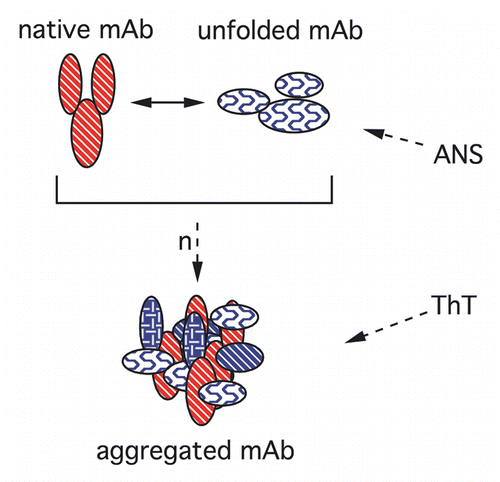 Figure 1 Key structures of the mAb probed by fluorescent dyes. N and U are native and unfolded monomers, respectively. “n” reactive monomers form aggregates.