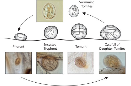 Figure 9. Proposed life cycle of Hyalophysa lynni where swimming tomites settle on gill lamellae and encyst as phoronts. The encysted phoront enlarges to become an encysted trophont which later becomes a tomont, the divisional stage that forms tomites. Photo inserts used with permission from Landers et al. (Citation2020).