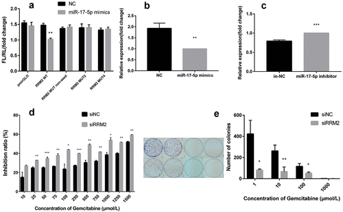 Figure 3. The results of dual-luciferase reporter gene experiment, the expression of RRM2 after transfection of miR-17-5p mimics and inhibitor and growth & clone formation of treated by siRRM2.