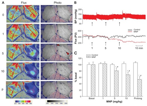 Figure 2 Magnetic nanoparticles (MNPs) attenuated cremaster blood flow in a dose-dependent manner. Accumulative doses of MNPs (1, 5, and 10 mg/kg) were administered via the pudic epigastric artery feeding the left cremaster muscle with a magnet placed underneath. Laser speckle images (Flux) and photo images after each MNP dose or at the end of the experiment for prolonged (p) exposure in a representative rat are illustrated (A); continuous recordings of blood pressure (BP) and the tissue flow (flux; arbitrary unit PU) of the right (control) and the left (MNP) cremaster muscle of this rat are illustrated with time (B).Notes: The arrowheads in the photo image of 5 mg/kg MNPs indicate two of the major sites of MNP deposit in vessels. The effect of cremaster flow is summarized as % basal flow (C; n = 5). *P < 0.05 compared with the basal value; #P < 0.05 compared with corresponding control value.