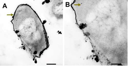 Figure 8 TEM micrographs showing N-SNPs (gold arrow) precipitated on E. coli surface (A and B). Scale bars: 200 nm and 100 nm.