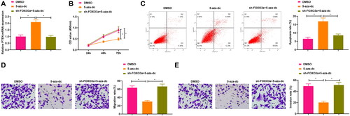 Figure 4. Suppression of PTEN methylation impacts the cervical cancer cell biological functions. A. PTEN expression in cells upon sh-Foxo3a and 5-aza-dc treatment, and 5-aza-dc treatment alone was measured by qRT-PCR. B. CCK-8 assay for evaluating the cell proliferation capacity upon sh-Foxo3a and 5-aza-dc treatment, and 5-aza-dc treatment alone. C. The cell apoptosis rate was measured by flow cytometry upon sh-Foxo3a and 5-aza-dc treatment, and 5-aza-dc treatment alone. D-E. The cell migratory and invasive capabilities were assessed by Transwell assay upon sh-Foxo3a and 5-aza-dc treatment, and 5-aza-dc treatment alone. *p < 0.05.