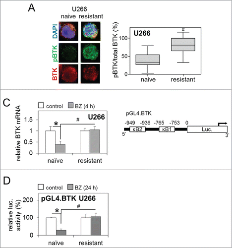 Figure 2. Enhanced BTK activity in bortezomib-resistant MM cell lines is resistant to inhibition with bortezomib. (A) Representative immunocytochemistry of basal levels of total and phosphorylated BTK (pBTK) in bortezomib-naïve and bortezomib-resistant U266 MM cells with DAPI nuclear staining [left panel] and subsequent quantification of basal pBTK/total BTK (%) staining intensity [right panel]. Box and whisker indicates the mean ± SEM (n ≥ 80). (B) qRT-PCR analysis of BTK mRNA following bortezomib (5 nM/4 h) exposure in bortezomib-naïve and bortezomib-resistant U266 MM cells relative to GAPDH. Values indicate the mean ± SEM from 3 independent experiments. (C) Representation of wild type pGL4.BTK promoter-luciferase vector [including κB binding sites] transfected into bortezomib-naïve and bortezomib-resistant U266 MM cells. (D) Luciferase activity of pGL4.BTK promoter-luciferase vectors in bortezomib-naïve and bortezomib-resistant U266 MM cells following bortezomib (5 nM/24 h) exposure, normalized by co-transfection with pRL-TK Renilla Luciferase Reporter Vectors. Values indicate the mean ± SEM from 3 independent experiments. Statistical significance between treatments was calculated by Student's t test; * indicates P ≤ 0.05. Statistical significance between cohorts was calculated by ANOVA; # indicates P ≤ 0.01.