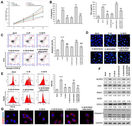 Figure 4 Quercetin inhibited IL-1β-induced rat chondrocyte injuries in vitro by suppressing the IRAK1/NLRP3 signaling pathway. Chondrocytes in the IL-1β + quercetin group were transiently co-transfected with siRNA targeting NLRP3 (si-NLRP3) and an IRAK1 overexpression plasmid. (A) Chondrocyte viability was analyzed by the CCK-8 assay. (B) The levels of pro-inflammatory cytokines (IL-18 and TNF-α) were determined by ELISA. (C) Cell apoptosis was evaluated by flow cytometry performed with an Annexin V-FITC/propidium iodide (PI) apoptosis kit. (D) Hoechst 33342 staining was performed. Apoptotic cells exhibited morphological changes in the nuclei typical of apoptosis. Images were captured under a fluorescence microscope. (E) The intracellular levels of ROS in chondrocytes were assessed using a DCFH-DA probe. (F) The levels of NLRP3, ASC, iNOS, COX-2 and IRAK1 proteins were assessed by Western blotting. (G) NLRP3 immunofluorescence staining. Markedly increased red bright puncta indicated the upregulated expression of NLRP3 (bar: 20 μm). Data represent a mean value ± standard deviation. **p < 0.01, ***p < 0.001, compared with blank; #p < 0.05, ##p < 0.01, compared with IL-1β; $p<0.05, $$p < 0.01, compared with IL-1β + quercetin + vector; &p < 0.05, &&p < 0.01, compared with IL-1β + quercetin + IRAK1.