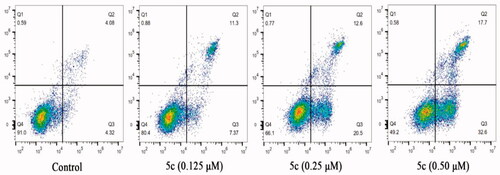 Figure 7. Effect of compound 5c on cell apoptosis in MCF-7 cells.